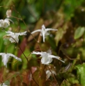 Epimedium trifoliatobinatum