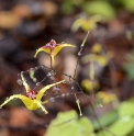 Epimedium 'Wim Boens'