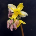 Epimedium 'Winter's End'