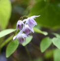 Epimedium x youngianum 'Roseum'