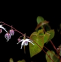 Epimedium x youngianum 'Royal Flush'