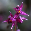 Epimedium grandiflorum 'Red Beauty'