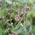 Euonymus cornutus