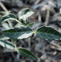 Euonymus fortunei 'Lushan form' CMBTW1473