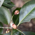Euonymus grandiflorus