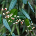 Euonymus kiautschovicus