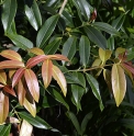 Euonymus pendulus (lucidus)