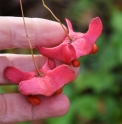 Euonymus macropterus