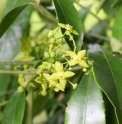 Euonymus myrianthus