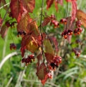 Euonymus oxyphyllus