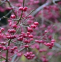 Euonymus sieboldianus CMBJP2029