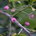 Euonymus vidalii