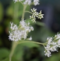 Eupatorium formosanum TW3751