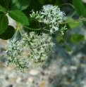Eupatorium hualienense 