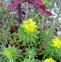 Euphorbia jolkinii