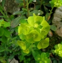 Euphorbia robbiae