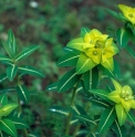 Euphorbia wallichii