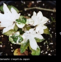 Fatsia japonica 'Blanche Neige'