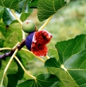 Ficus carica 'Ronde de Bordeaux'