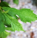 Ficus gasparriniana var.laceratifolia