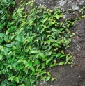 Ficus nipponica CBKR1332