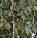 Ficus sarmentosa CBCH813