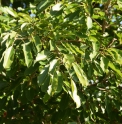 Ficus superba var.japonica CMBJP1770