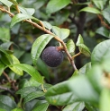 Ficus thunbergii CMBJP1981