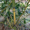 Phyllostachys aurea 'Flavescens Inversa'