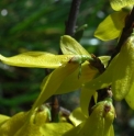 Forsythia japonica var.saxatilis