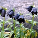 Fritillaria camtschatcensis
