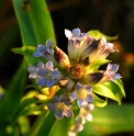 Gentiana siphonantha