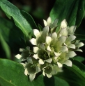 Gentiana tibetica