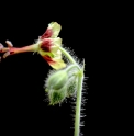 Geranium refractoides