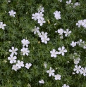 Geranium sanguineum 'Album' 