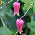 Clematis glaucophylla