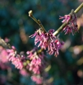 Hamamelis x intermedia 'Amethyst'