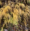 Hakonechloa macra CMBJP1974