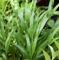 Hakonechloa macra 'Beni Kaze'