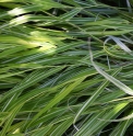 Hakonechloa macra 'Stripe it Rich'