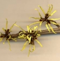 Hamamelis mollis