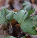 Hedera helix 'Filigrane'
