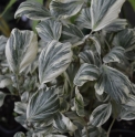 Hedera helix 'Reef Shell'
