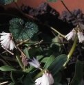 Heloniopsis orientalis var.kawanoi