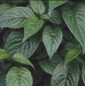Helwingia japonica CBCH429
