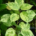 Helwingia japonica 'Ki Chirifu'