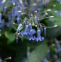 Clematis heracleifolia