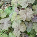 Heuchera 'Bronze Beauty'