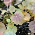 Heuchera curtisii