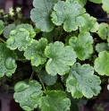 Heuchera cylindrica